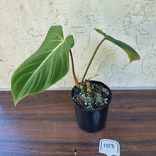 Load image into Gallery viewer, #103 Philodendron Gloriosum