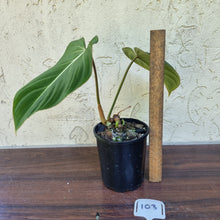 Load image into Gallery viewer, #103 Philodendron Gloriosum