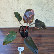 Load image into Gallery viewer, #614 Philodendron Pink Princess