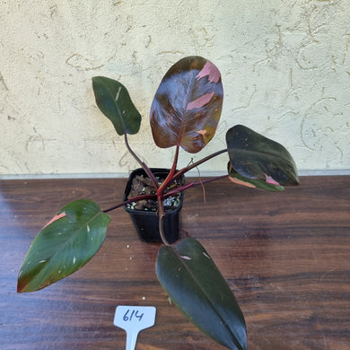 #614 Philodendron Pink Princess