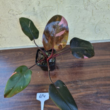 Load image into Gallery viewer, #614 Philodendron Pink Princess