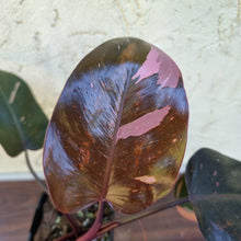 Load image into Gallery viewer, #614 Philodendron Pink Princess