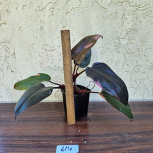 Load image into Gallery viewer, #614 Philodendron Pink Princess