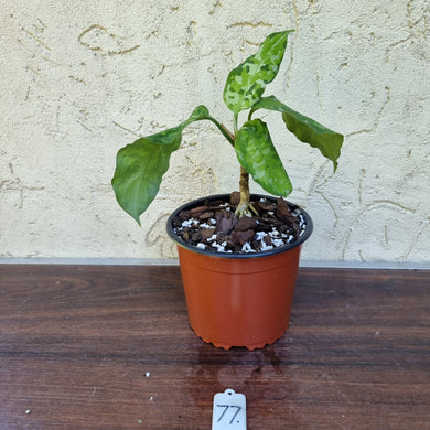 #77 Aglaonema Pictum Tricolor