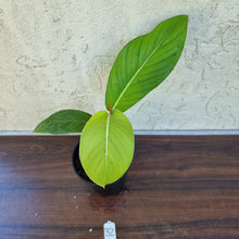 Load image into Gallery viewer, #32 Philodendron Geniculatum