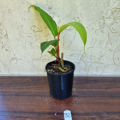 #32 Philodendron Geniculatum
