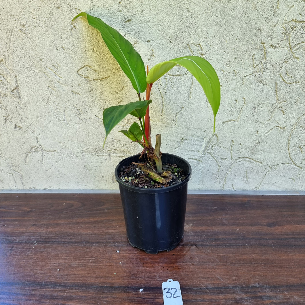 #32 Philodendron Geniculatum