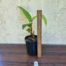 Load image into Gallery viewer, #32 Philodendron Geniculatum