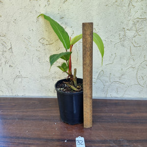 #32 Philodendron Geniculatum