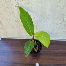 Load image into Gallery viewer, #32 Philodendron Geniculatum