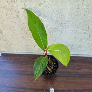 #32 Philodendron Geniculatum
