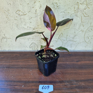 #609 Philodendron Pink Princess
