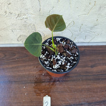 Load image into Gallery viewer, #2 Philodendron Lupinum - Well rooted/shot cutting