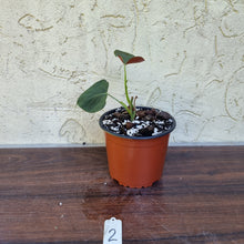Load image into Gallery viewer, #2 Philodendron Lupinum - Well rooted/shot cutting