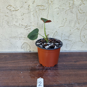 #2 Philodendron Lupinum - Well rooted/shot cutting