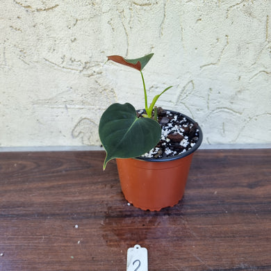 #2 Philodendron Lupinum - Well rooted/shot cutting