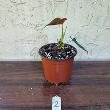 Load image into Gallery viewer, #2 Philodendron Lupinum - Well rooted/shot cutting
