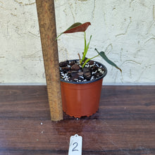 Load image into Gallery viewer, #2 Philodendron Lupinum - Well rooted/shot cutting