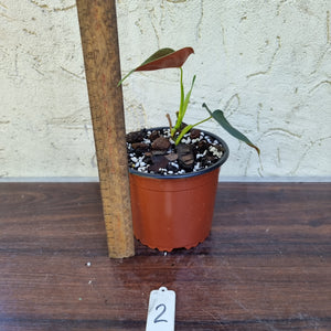 #2 Philodendron Lupinum - Well rooted/shot cutting