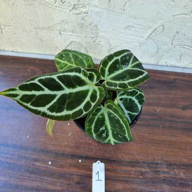 #1 Dark Anthurium Crystallinum x