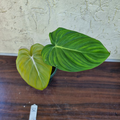 #32 Philodendron Dean McDowell - Rooted/Shot cutting