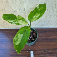 Load image into Gallery viewer, #6 Aglaonema Modestum Variegatum