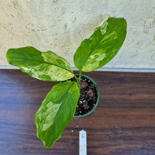 Load image into Gallery viewer, #6 Aglaonema Modestum Variegatum