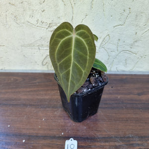 #10 Dark Anthurium Complex hybrid