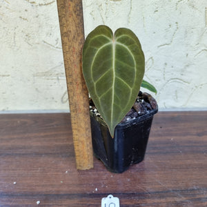 #10 Dark Anthurium Complex hybrid