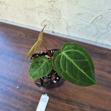 Load image into Gallery viewer, #10 Dark Anthurium Complex hybrid