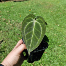 Load image into Gallery viewer, #10 Dark Anthurium Complex hybrid