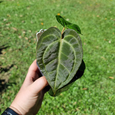 #10 Dark Anthurium Complex hybrid