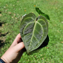 Load image into Gallery viewer, #10 Dark Anthurium Complex hybrid