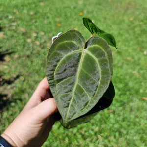 #10 Dark Anthurium Complex hybrid