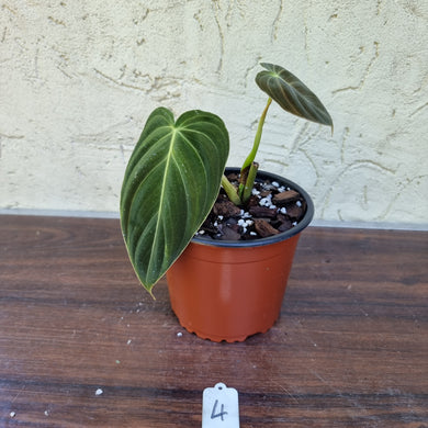 #4 Philodendron Melanochrysum - Rooted/Shot cutting