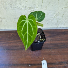 Load image into Gallery viewer, #11 Anthurium Magnificum Hybrid x