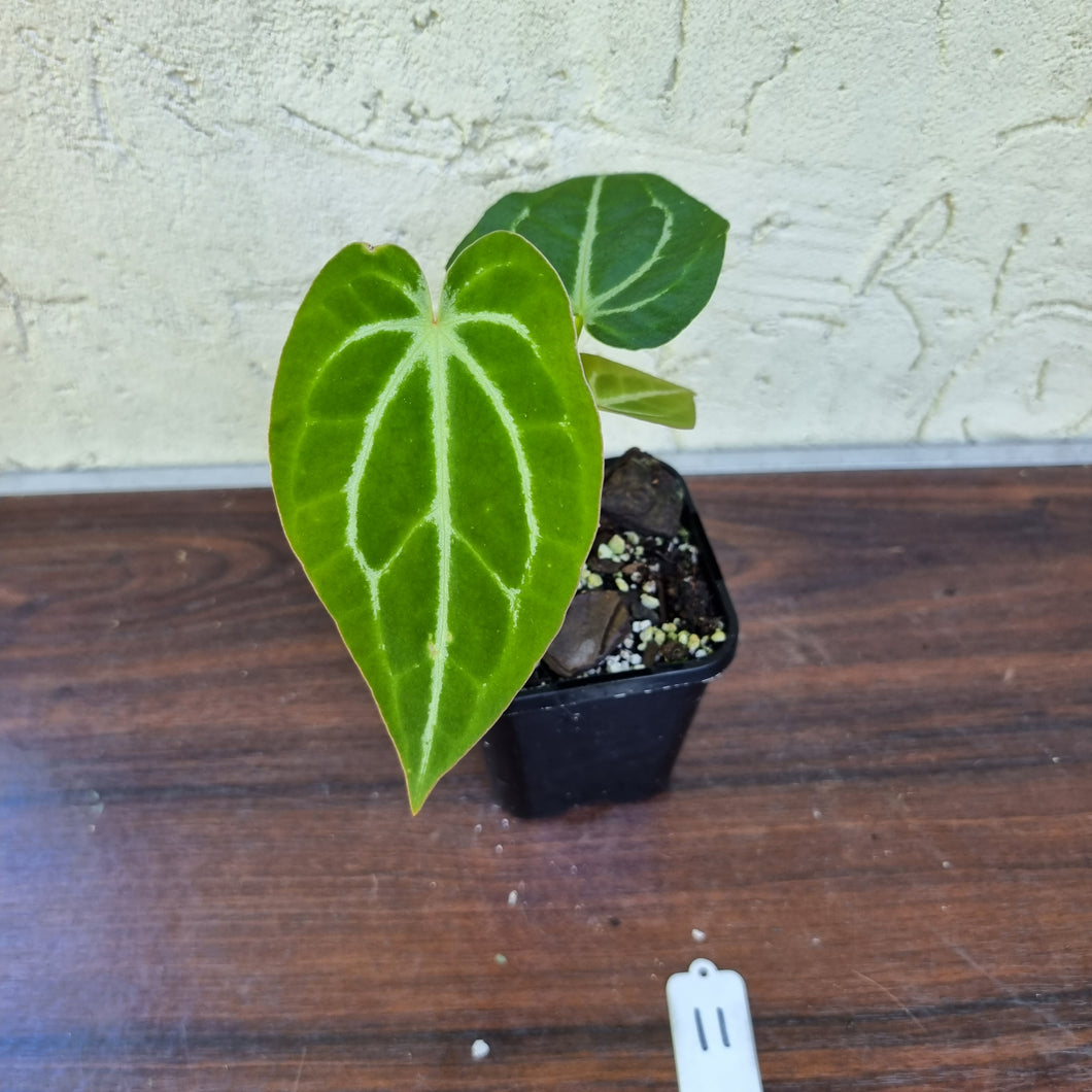 #11 Anthurium Magnificum Hybrid x