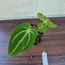 Load image into Gallery viewer, #11 Anthurium Magnificum Hybrid x