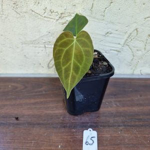 #65 Dark Anthurium Complex hybrid