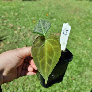 #65 Dark Anthurium Complex hybrid