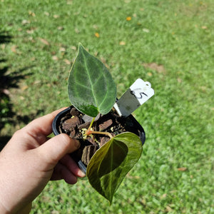 #65 Dark Anthurium Complex hybrid