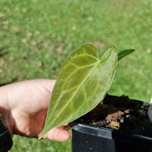 Load image into Gallery viewer, #65 Dark Anthurium Complex hybrid