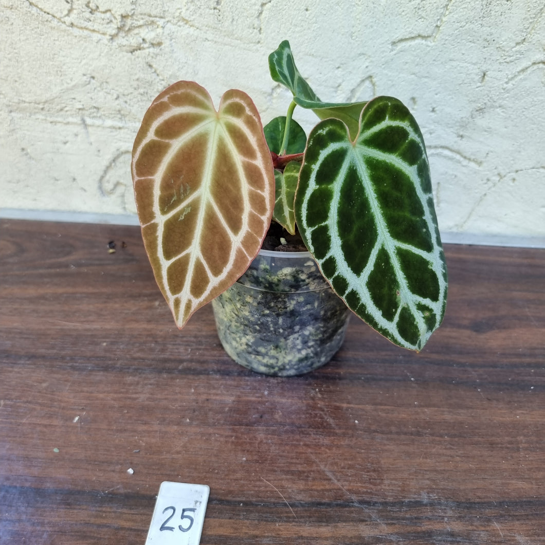#25 Dark Anthurium Crystallinum x