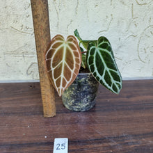 Load image into Gallery viewer, #25 Dark Anthurium Crystallinum x