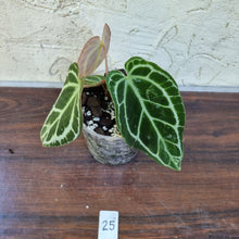 Load image into Gallery viewer, #25 Dark Anthurium Crystallinum x