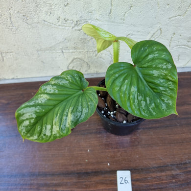 #26 Philodendron Silver Cloud