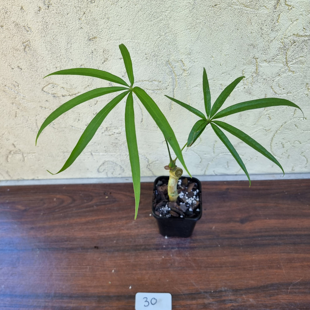 #30 Anthurium Polydactylum - Well rooted/shot cutting