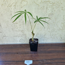 Load image into Gallery viewer, #30 Anthurium Polydactylum - Well rooted/shot cutting