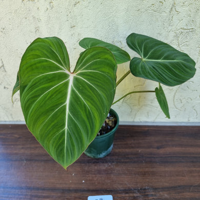 #37 Philodendron Gloriosum