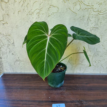 Load image into Gallery viewer, #37 Philodendron Gloriosum